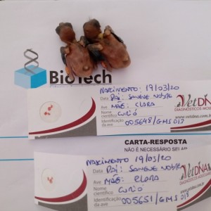 Criadouro Morais