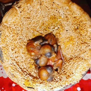 Criadouro Morais
