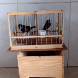Criadouro Morais