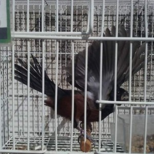 Criadouro Morais