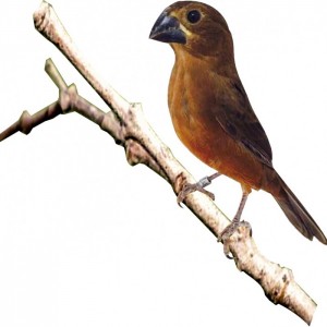 Criadouro Morais