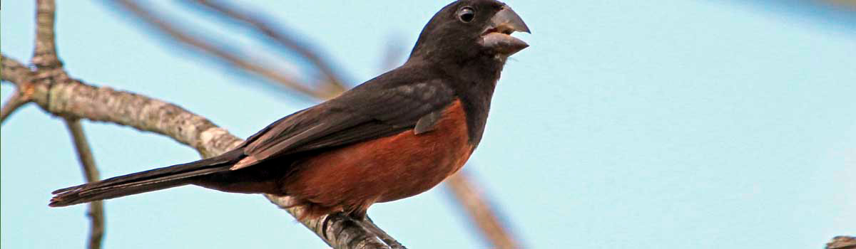 Criadouro Morais